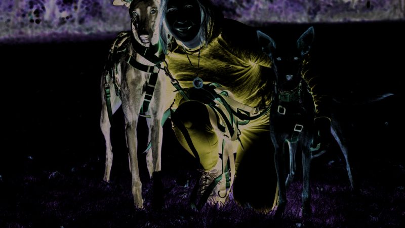 Plumes d’Anges : communication animale, nature & énergie