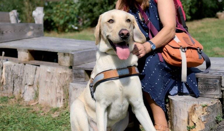 FFAC – Les chiens guides d&rsquo;aveugles 