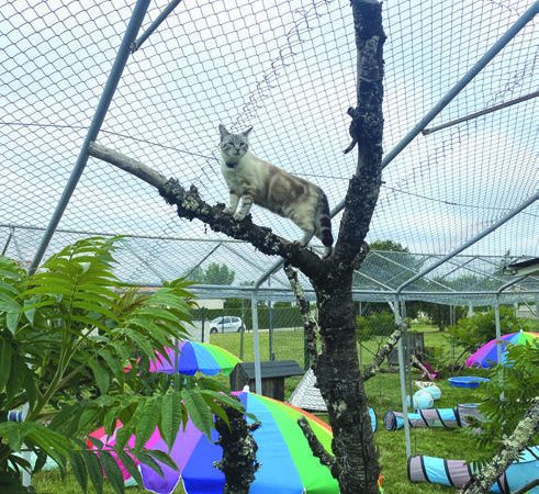 Chats and Co 一 Une pension pour chats comme à la maison