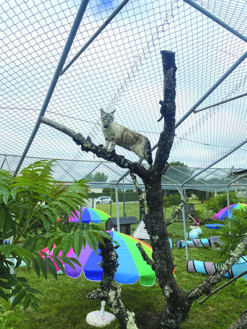 Chats and Co 一 Une pension pour chats comme à la maison